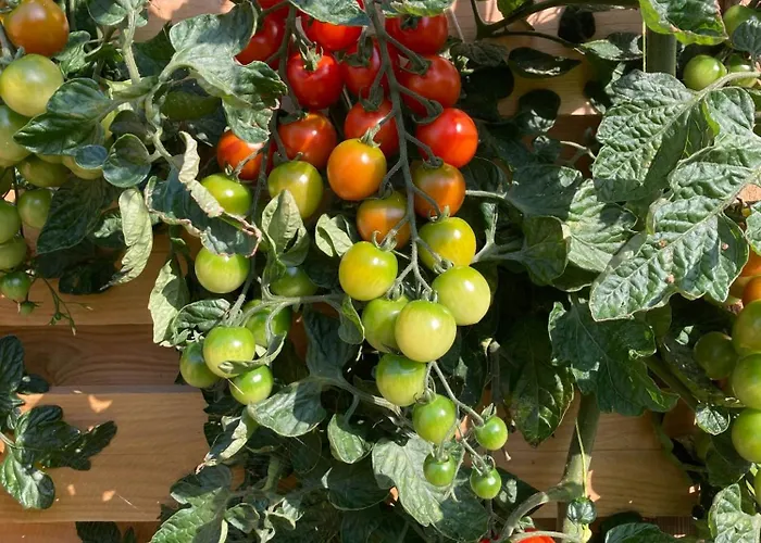 Hébergement de vacances Cozy Near Hvidbjerg